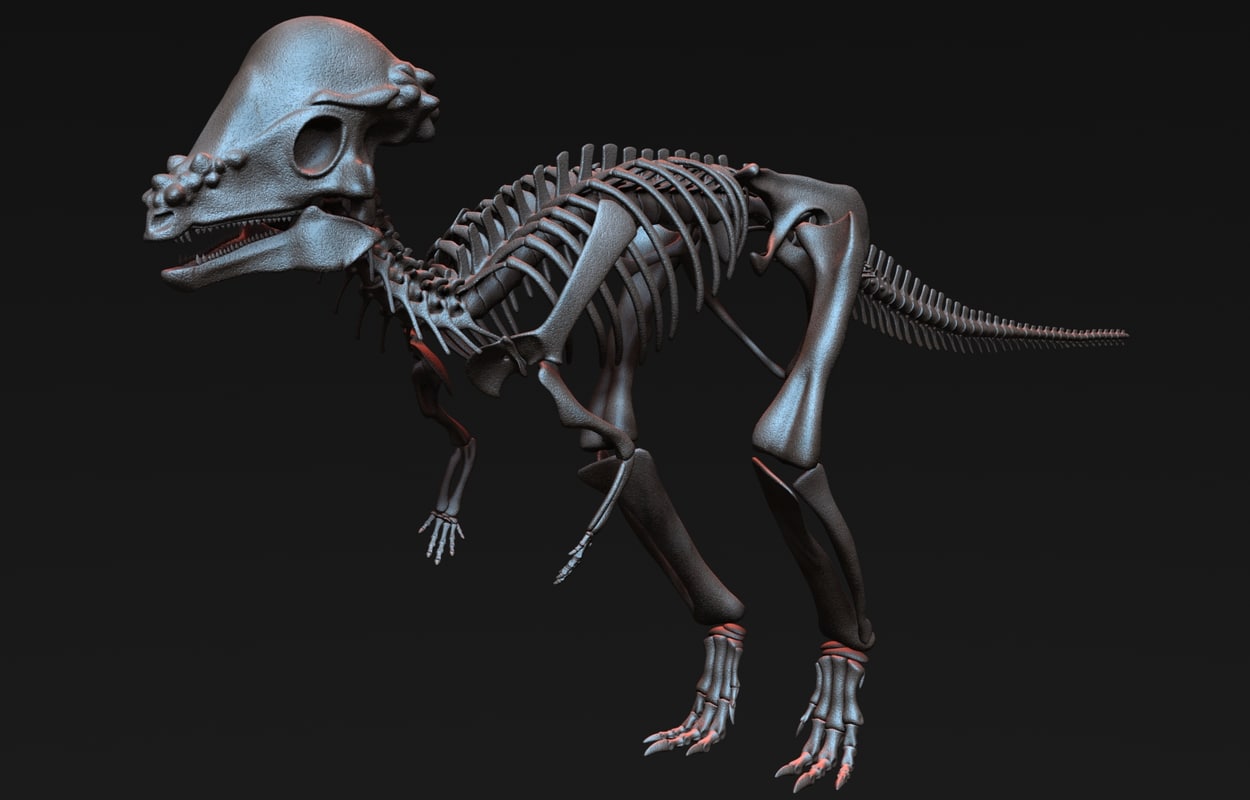 pachycephalosaurus skeleton