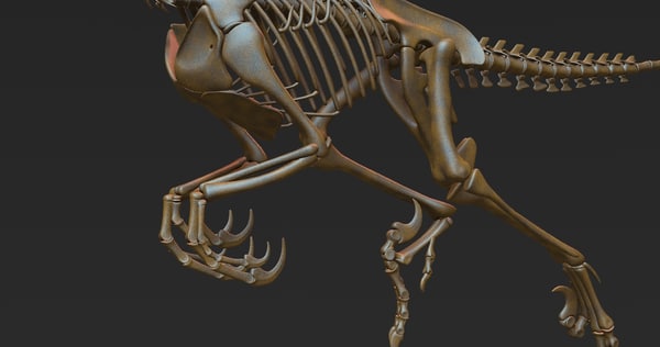 velociraptor skeleton real