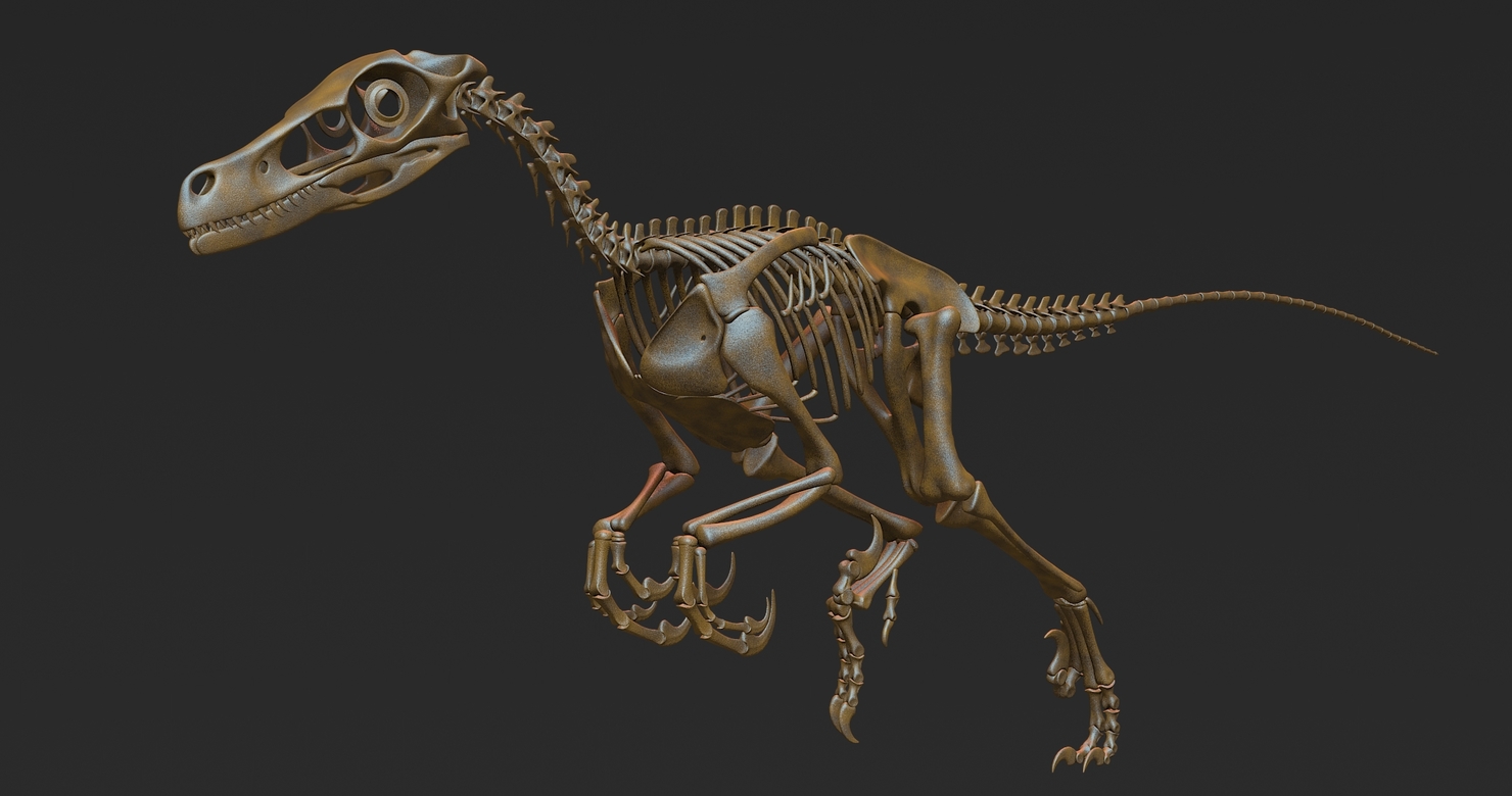 skeleton of velociraptor