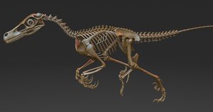 3D velociraptor skeleton