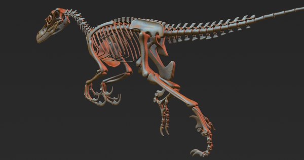 velociraptor skeleton price