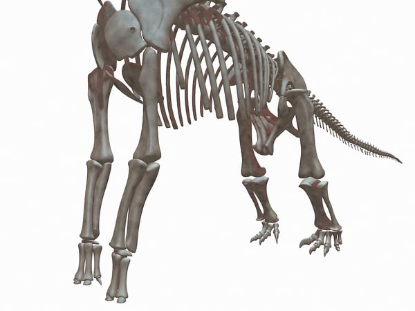 skeleton brachiosaurus