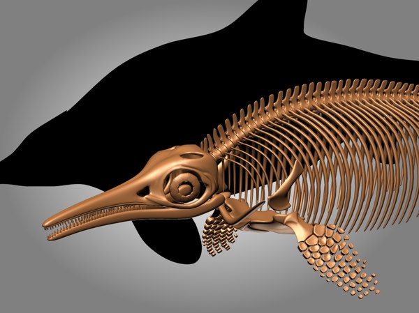 Ichthyosaurus Skeleton 3d - Turbosquid 1228832