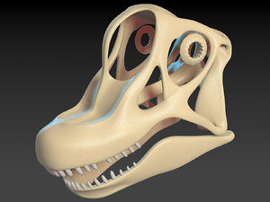 brachiosaurus skull model