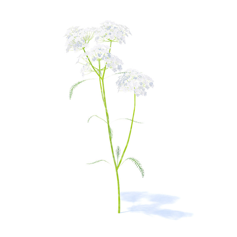 3D yarrow plant achillea model - TurboSquid 1229007