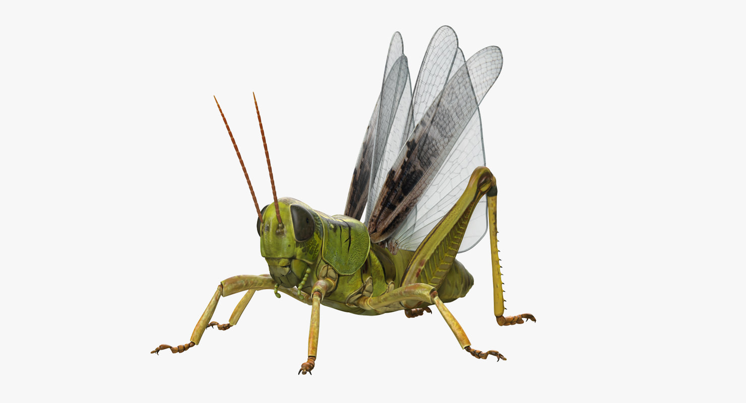 Common field grasshopper model - TurboSquid 1229319