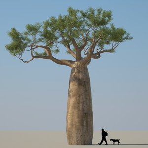 3D african baobab tree