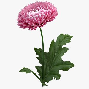 chrysanthemum flower realistic 3D model