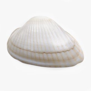 clam pbr 3D