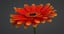 3D realistic gerbera flower