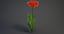 3D realistic gerbera flower