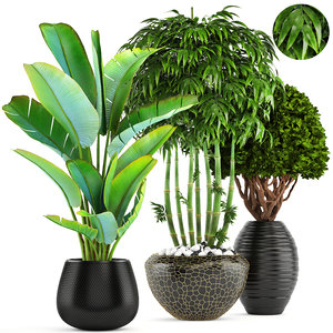 tropical plants bamboo trees 3D model