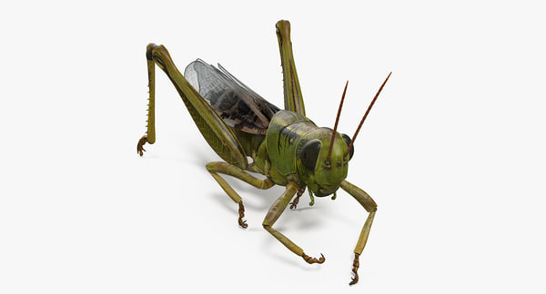 Modele 3d De Sauterelle Manger Pose Turbosquid