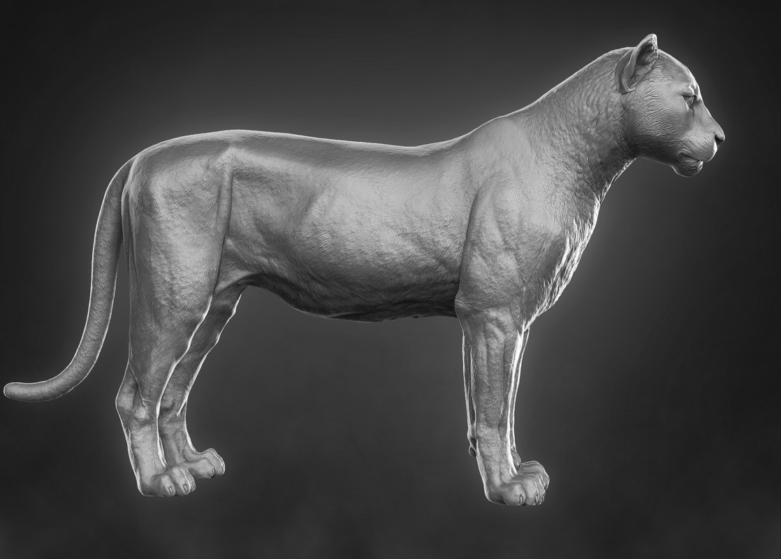 Ротвейлер Zbrush