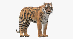 3D realistic tiger fur ornatrix model