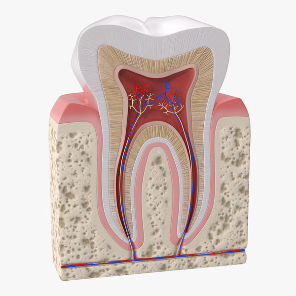 human-tooth-anatomy-model_600.jpg