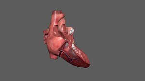 heart anatomy 3D model