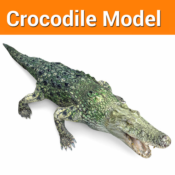 crocodile ready model