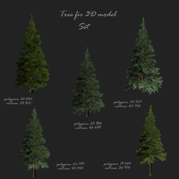 spruce fir 3D model
