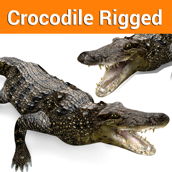 3D crocodile rigged
