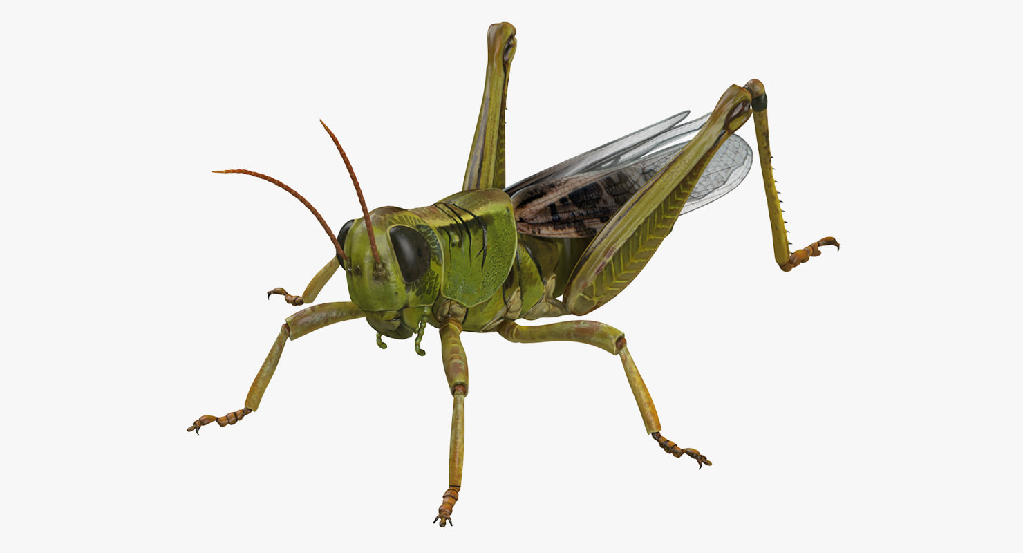 grasshopper3d download