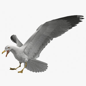 rigged california gull 3D
