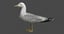 rigged california gull 3D