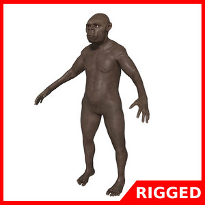 3D australopithecus blender model