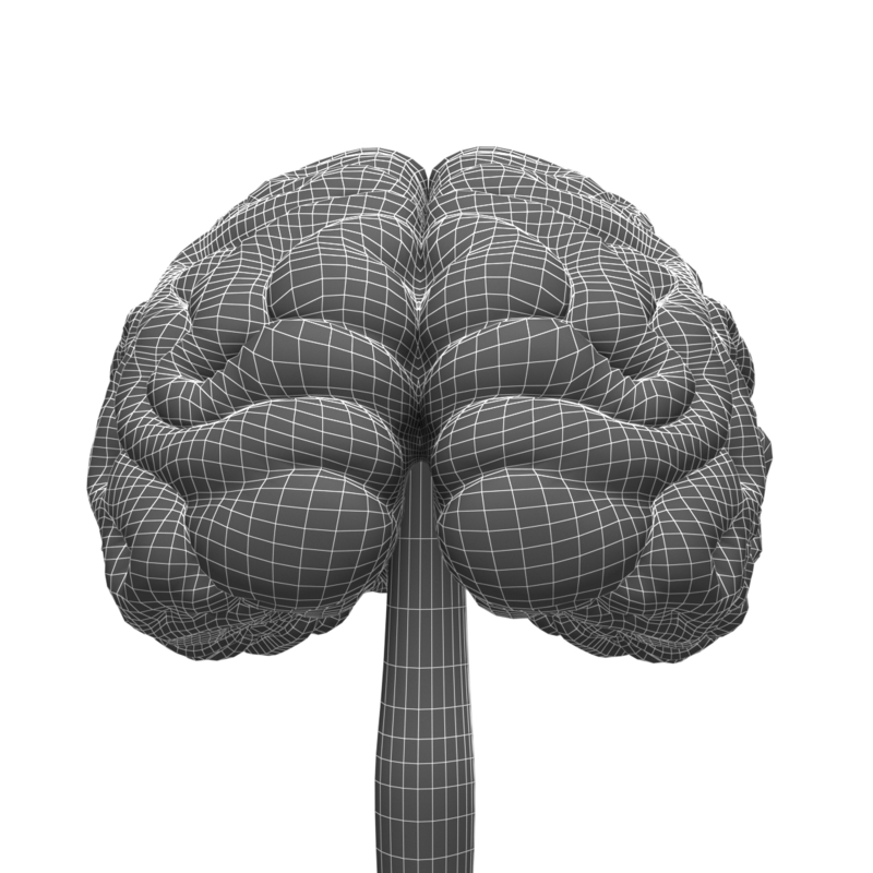 Human cerebrum 3D model - TurboSquid 1232170