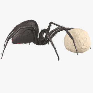 3D model northern black widow arachnid
