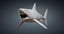 3D great white shark base mesh model