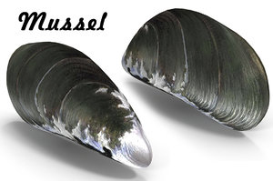 mussel pbr 3D model