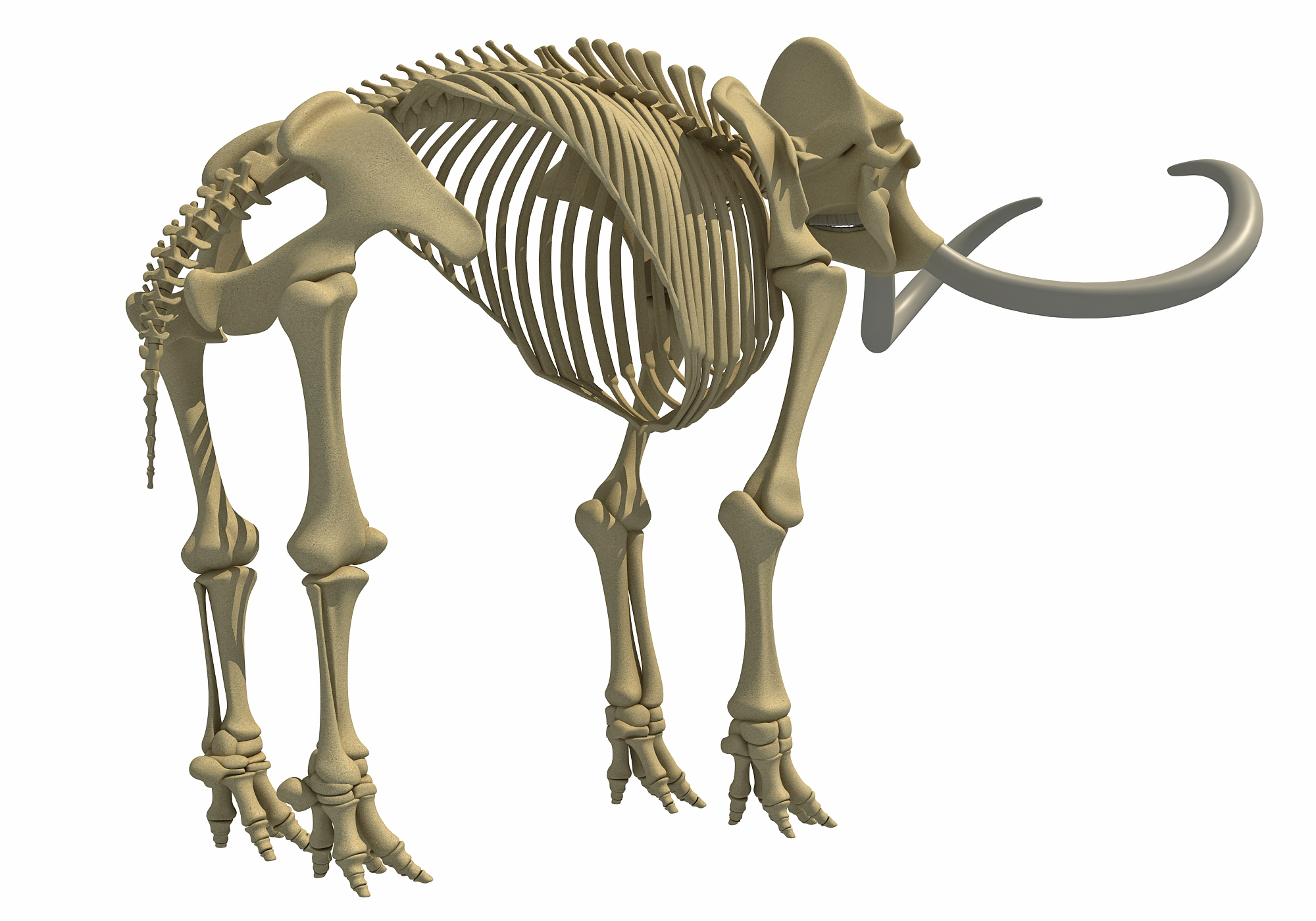 Mammoth skeleton model - TurboSquid 1233399