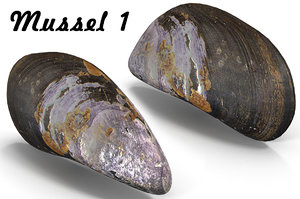 mussel pbr model
