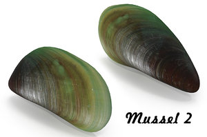 3D mussel pbr model
