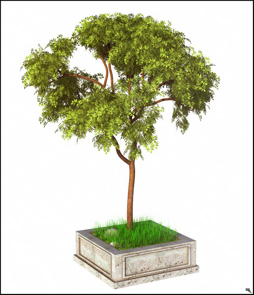 tree exotic 3D model