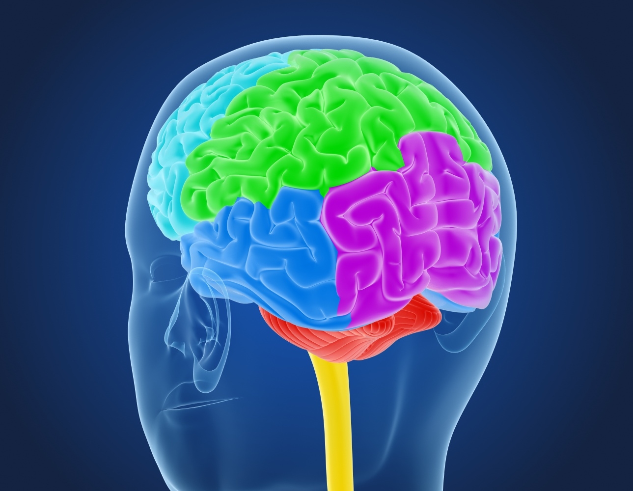 3d xray brain anatomy with inner structure