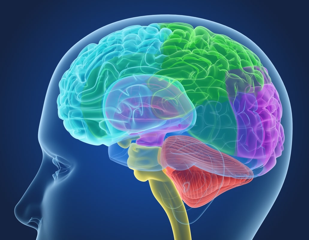 Head And Brain Anatomy