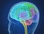 3D xray human brain anatomy