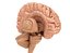 3D xray human brain anatomy