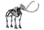 skeleton mammoth elephant 3D model