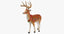 reindeer 08 3D model
