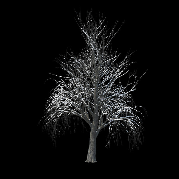 3D winter tree 029 snow model