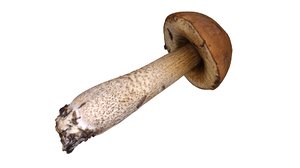 mushroom 3D