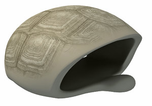 turtle shell skeleton 3D model