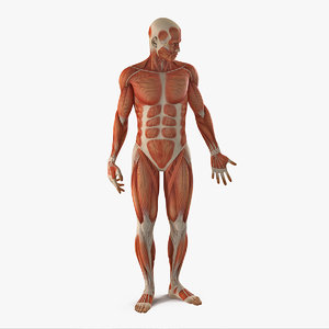 Turbosquid éducation Anatomy-male-muscular-rigged-model_300