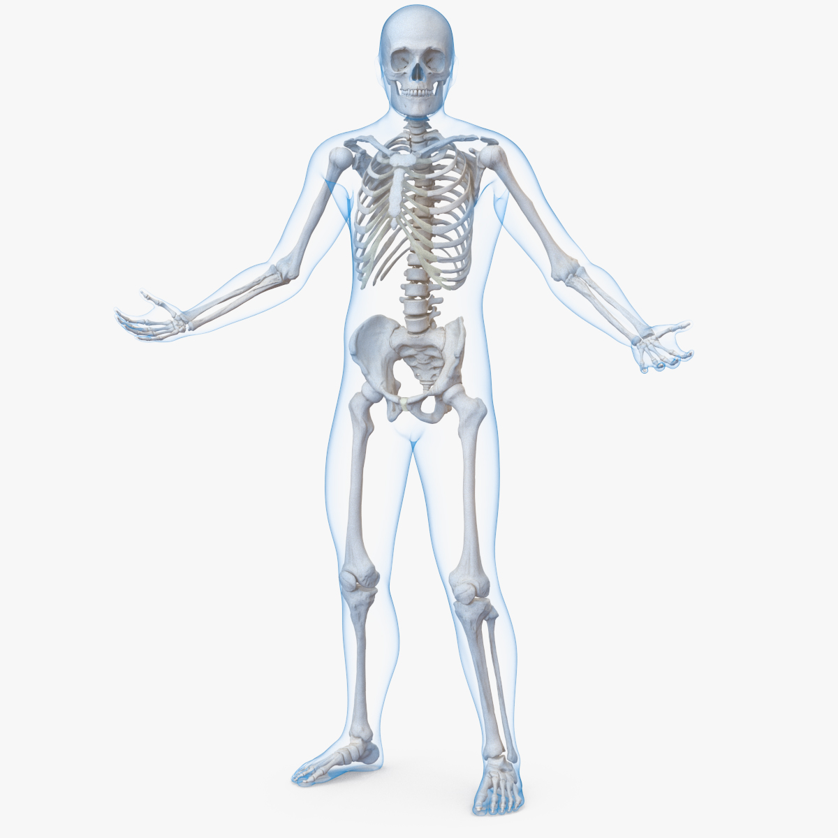 3д моделирование скелет