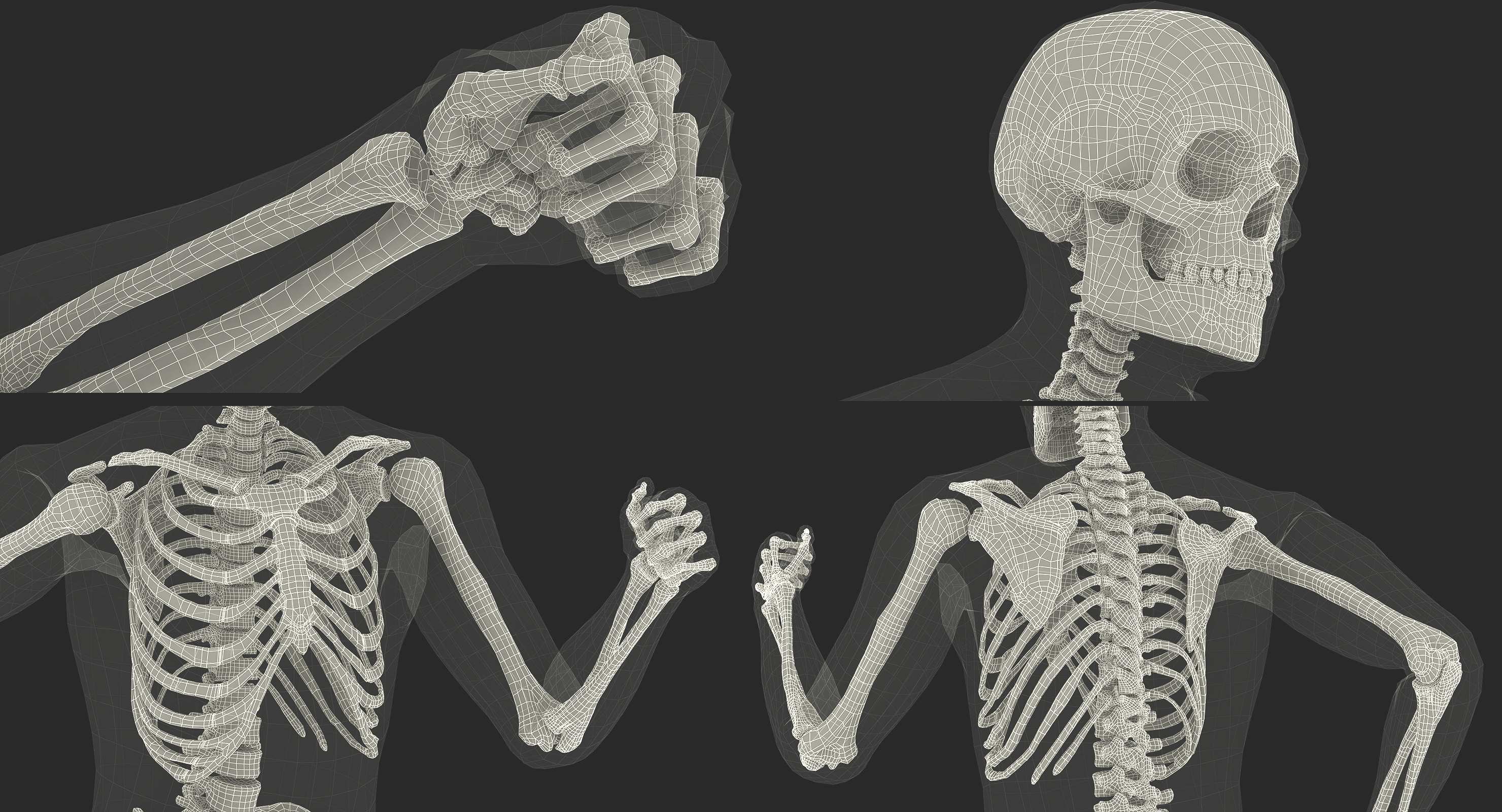 male body with skeleton rigged 3d model