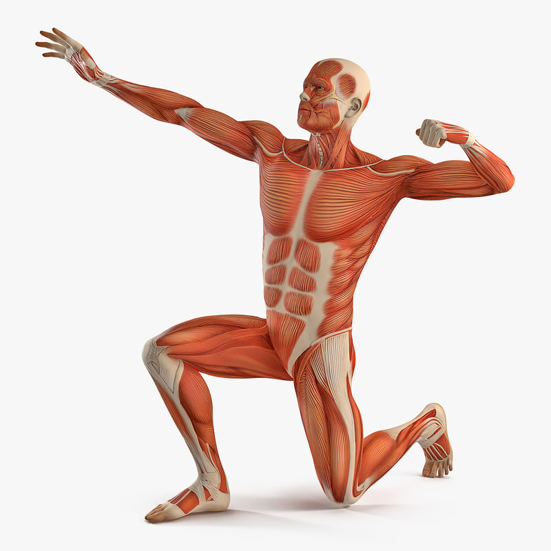 male muscular bodybuilder pose 3d https://static.turbosquid.