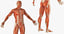 anatomy male muscular 3D model